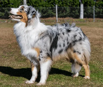 anderer-aussie-von-der-seite