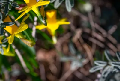 Frühling im Schatten des Calandas