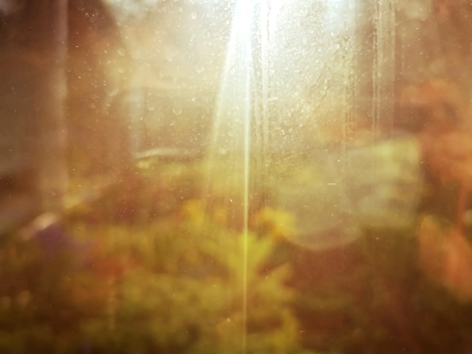 Golden Garden