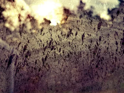 Golden Garden