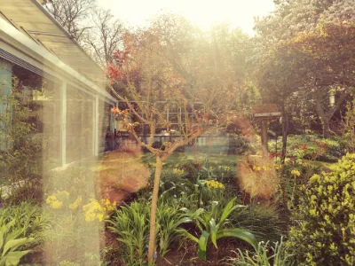 Golden Garden