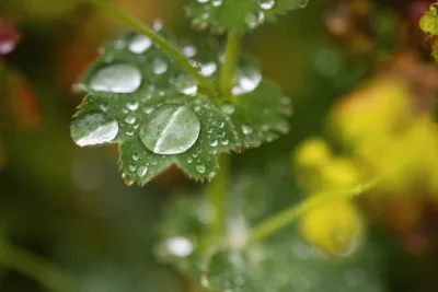 Lovely rain