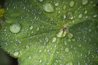 Lovely rain