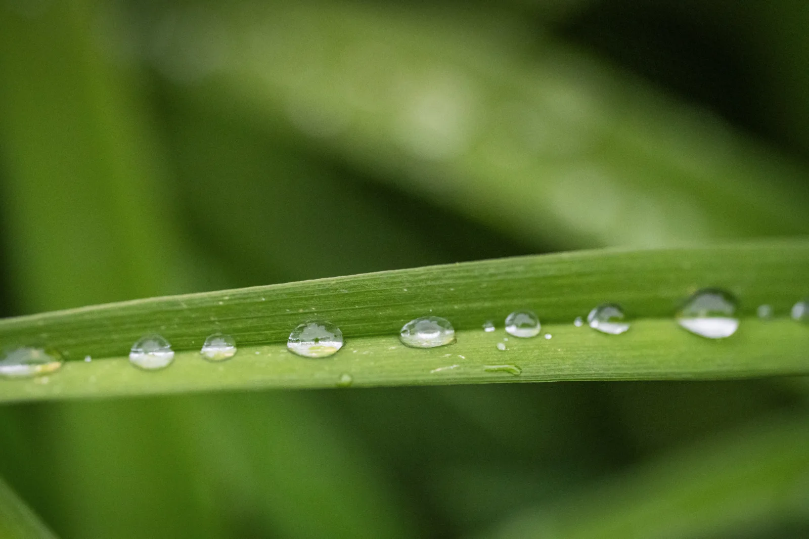Lovely rain