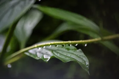 Lovely rain
