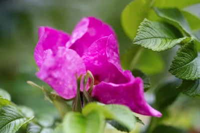 Lovely rain