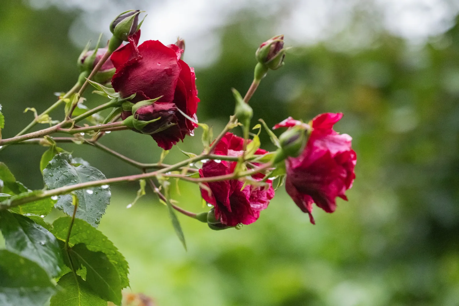 Roter Regen - Red rain