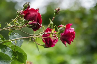 Roter Regen - Red rain