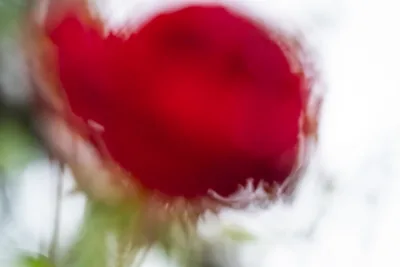 Roter Regen - Red rain