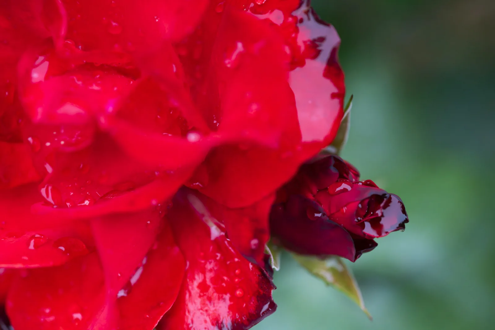 Roter Regen - Red rain