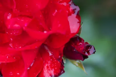 Roter Regen - Red rain