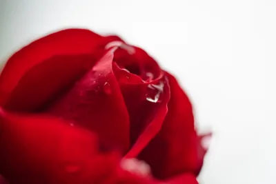 Roter Regen - Red rain