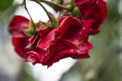 Roter Regen - Red rain