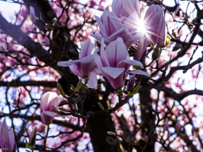 Wild orchidee